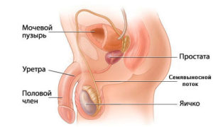 Секрет предстательной железы